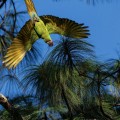 El vuelo de la primera guacamaya nacida en el Jardín Botánico de Vallarta
